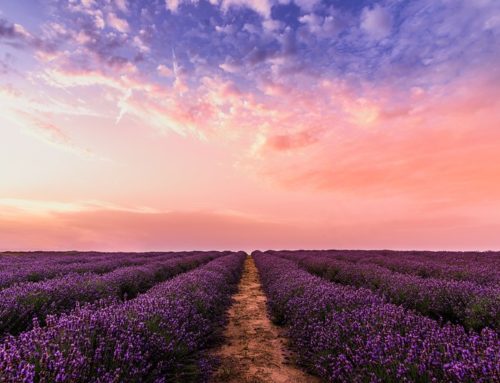 L’huile essentielle de lavande, pour de belles nuits de sommeil.